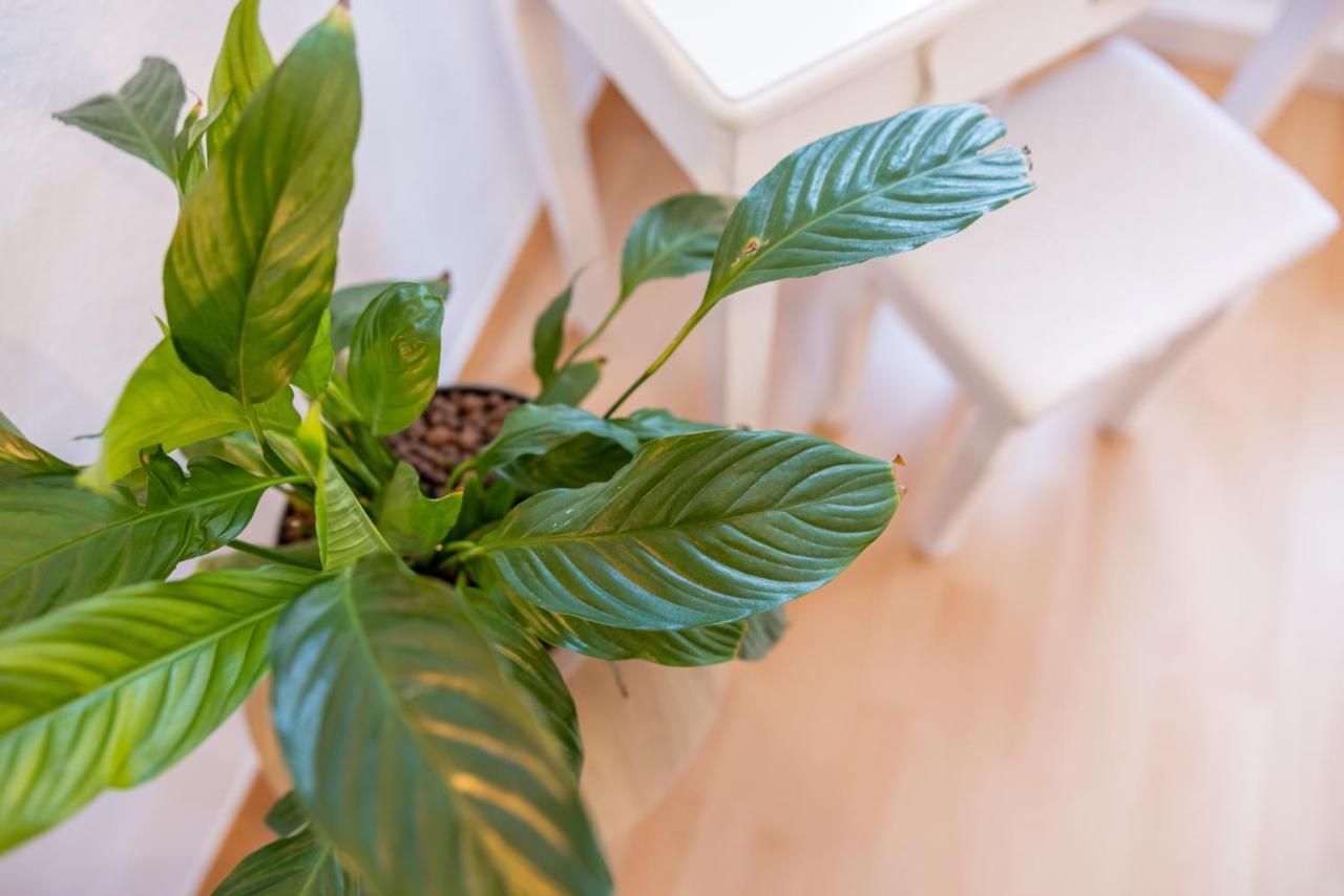 Fynbos Apartments In Der Altstadt, Frauenkirche, Historisch, Parkplatz Meissen Ngoại thất bức ảnh